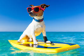 🌊🐾 Surf’s Up with Your Furry Best Friend! 🐶🏄♀️