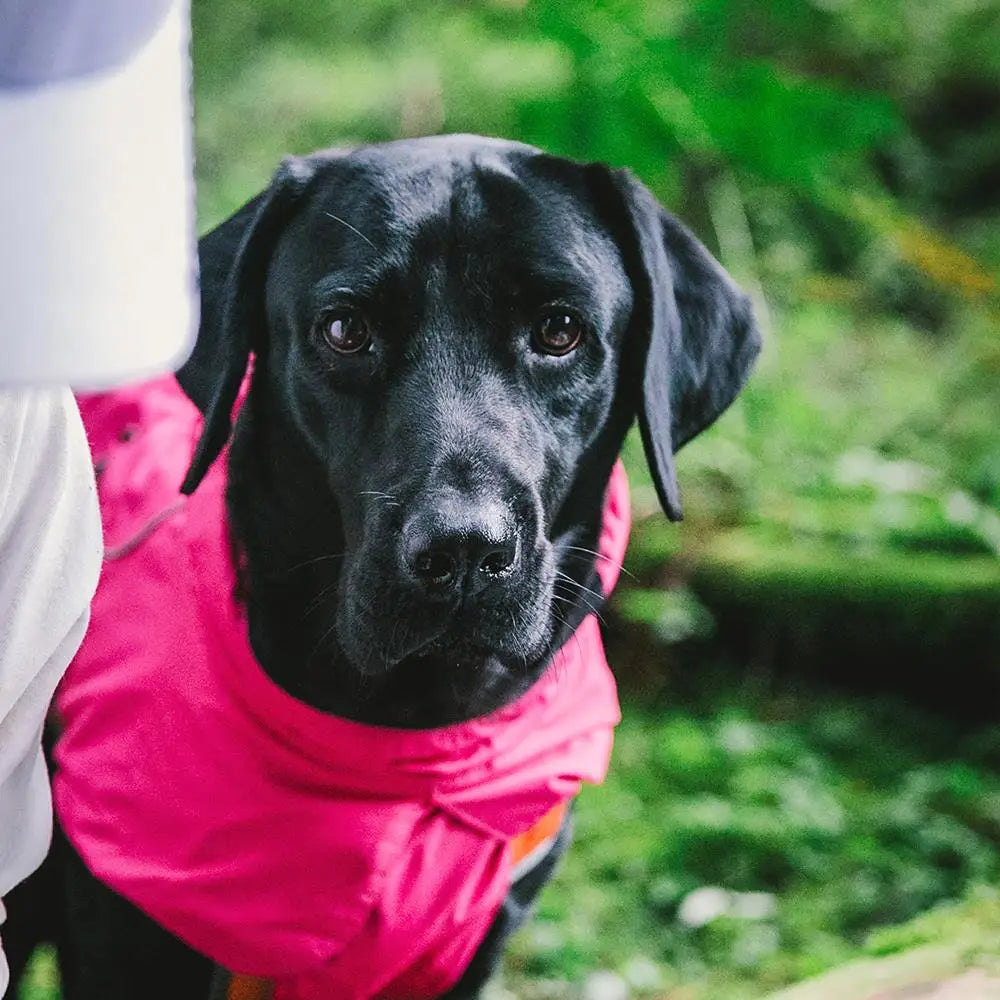 Waterproof Dog Coats for Small Dogs - Warm Adjustable with Drawstring, Cozy Sport Vest in (Size XL)