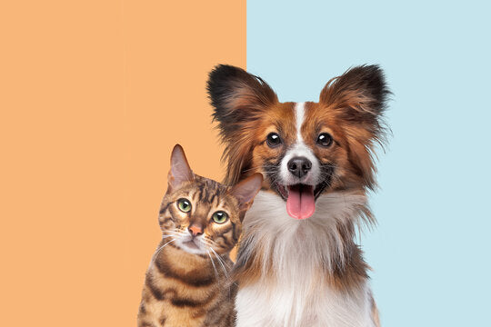 Essential Pet Supplies for a Happy and Healthy Life