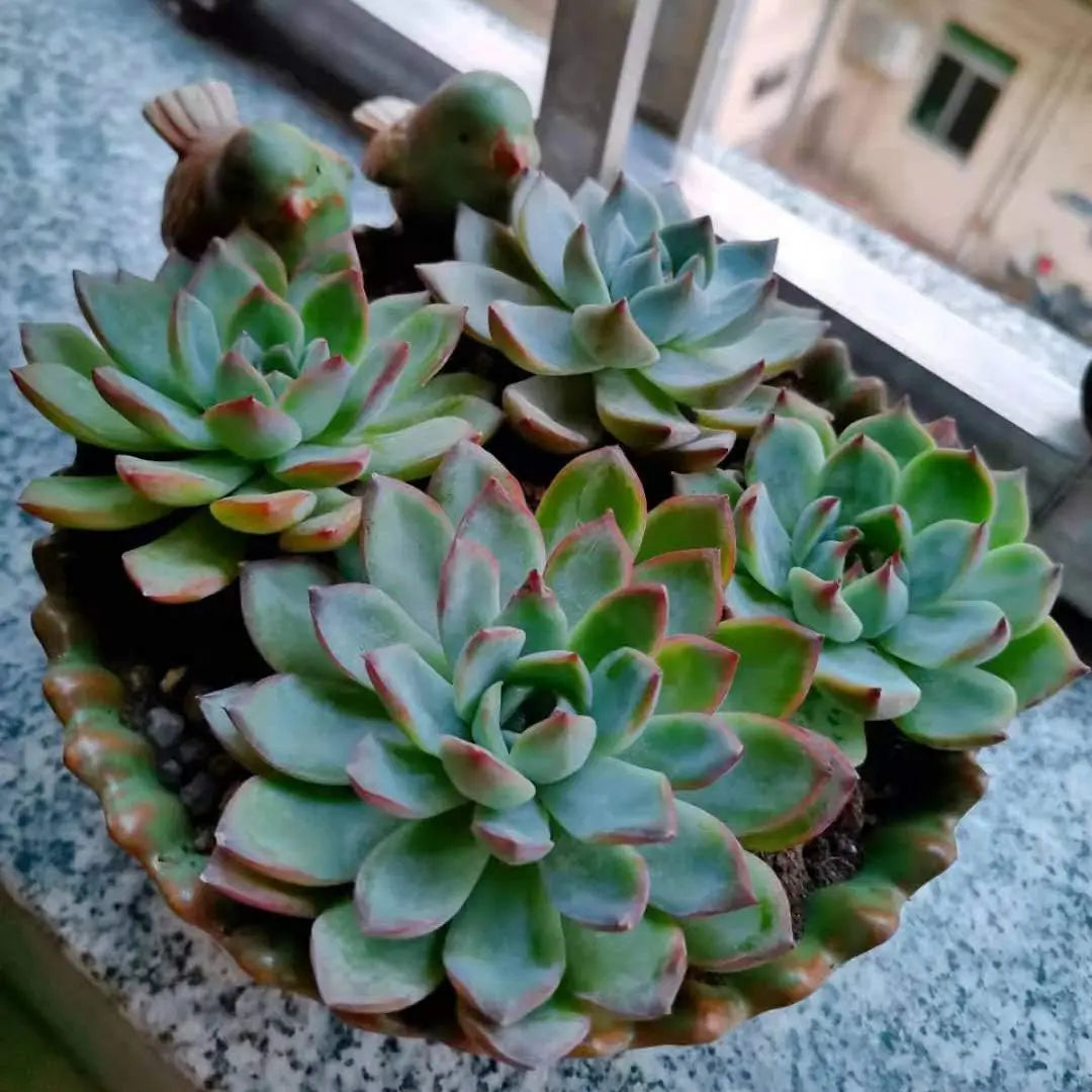 Fun Garden 6-Inch Flower Planter for Succulents, Indoor Outdoor Bird Pot - Quick and EZ Shop