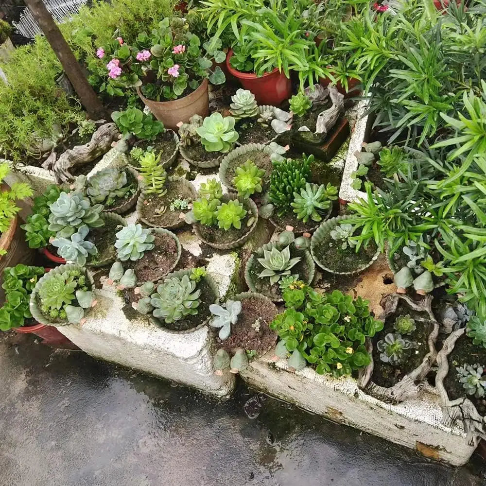 Fun Garden 6-Inch Flower Planter for Succulents, Indoor Outdoor Bird Pot - Quick and EZ Shop